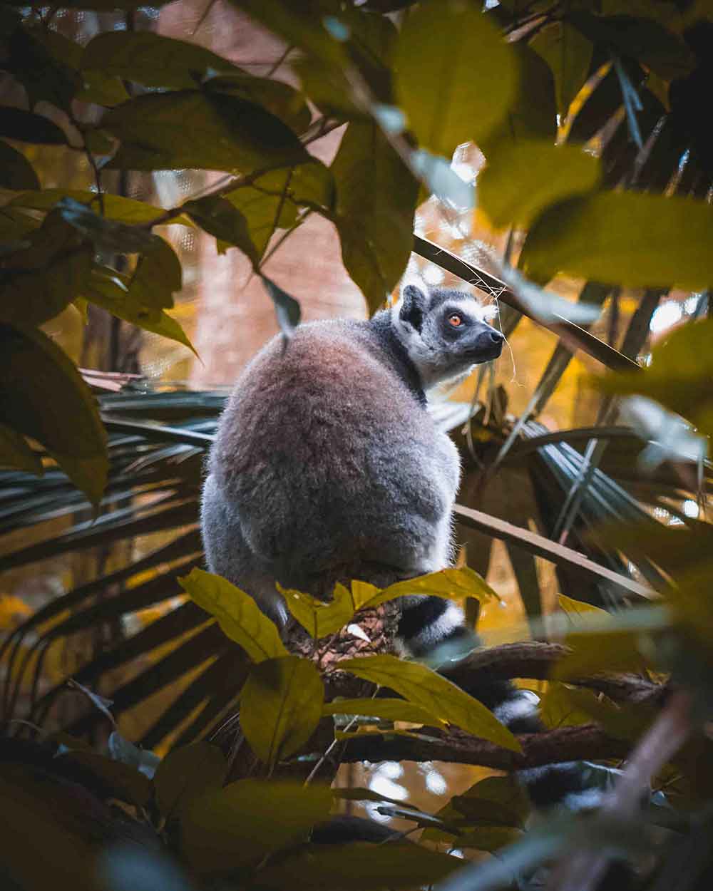 Singapore Zoo Monkey