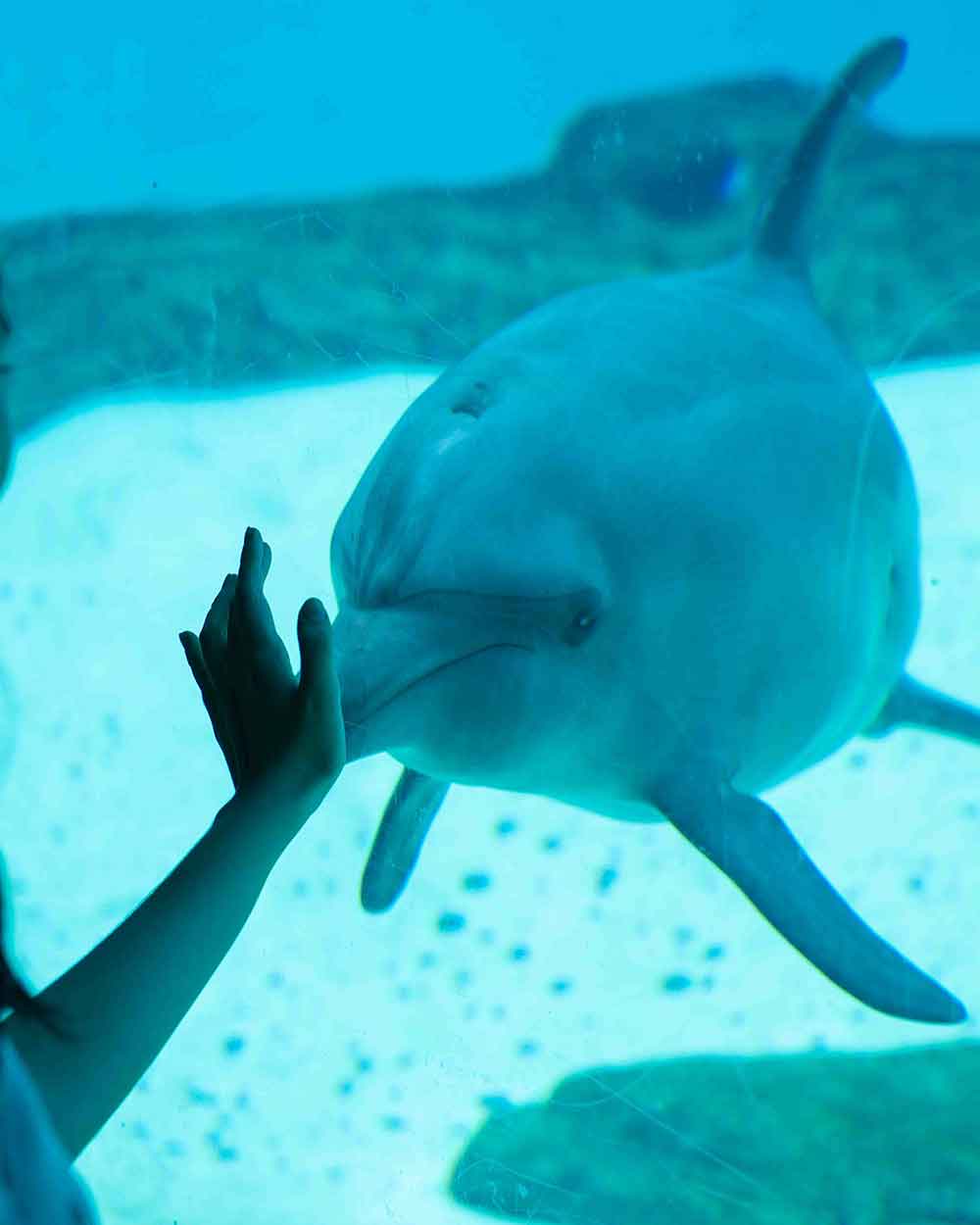 SEA Aquarium Dolphin