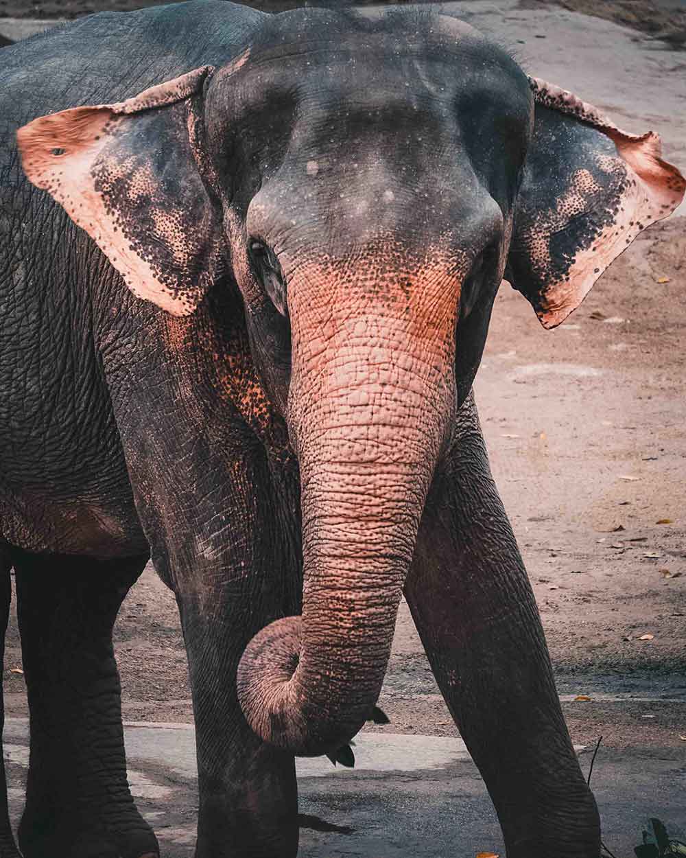 Singapore Zoo Elephant