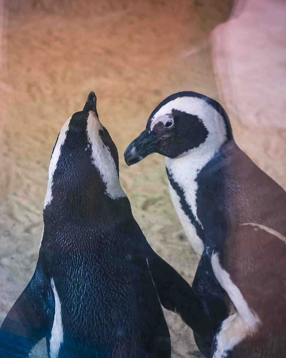 Singapore Zoo Penguins