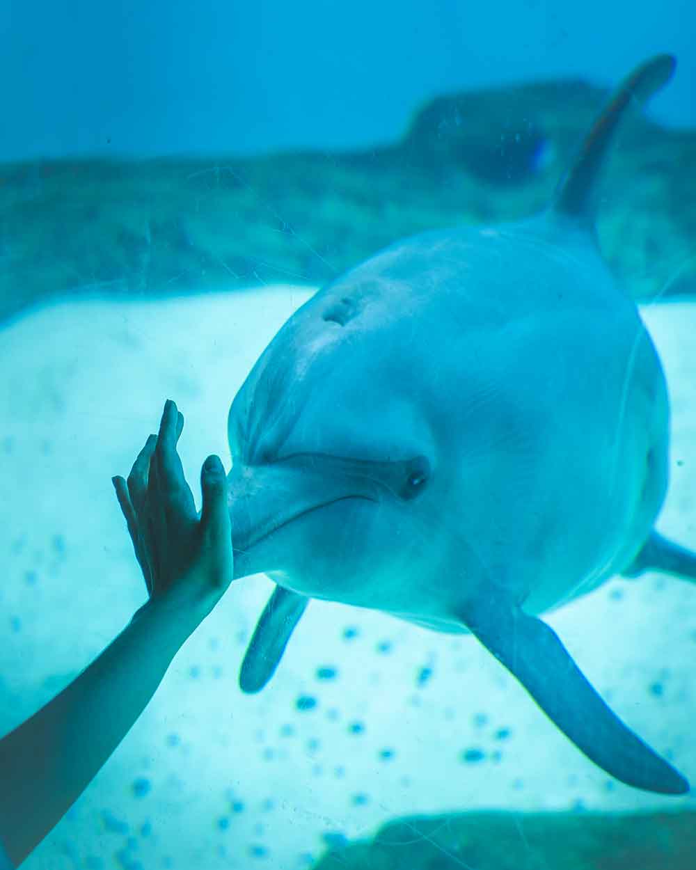 SEA Aqurium Dolphin